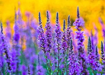 传索尼和任天堂都将在2月召开自己的发布会